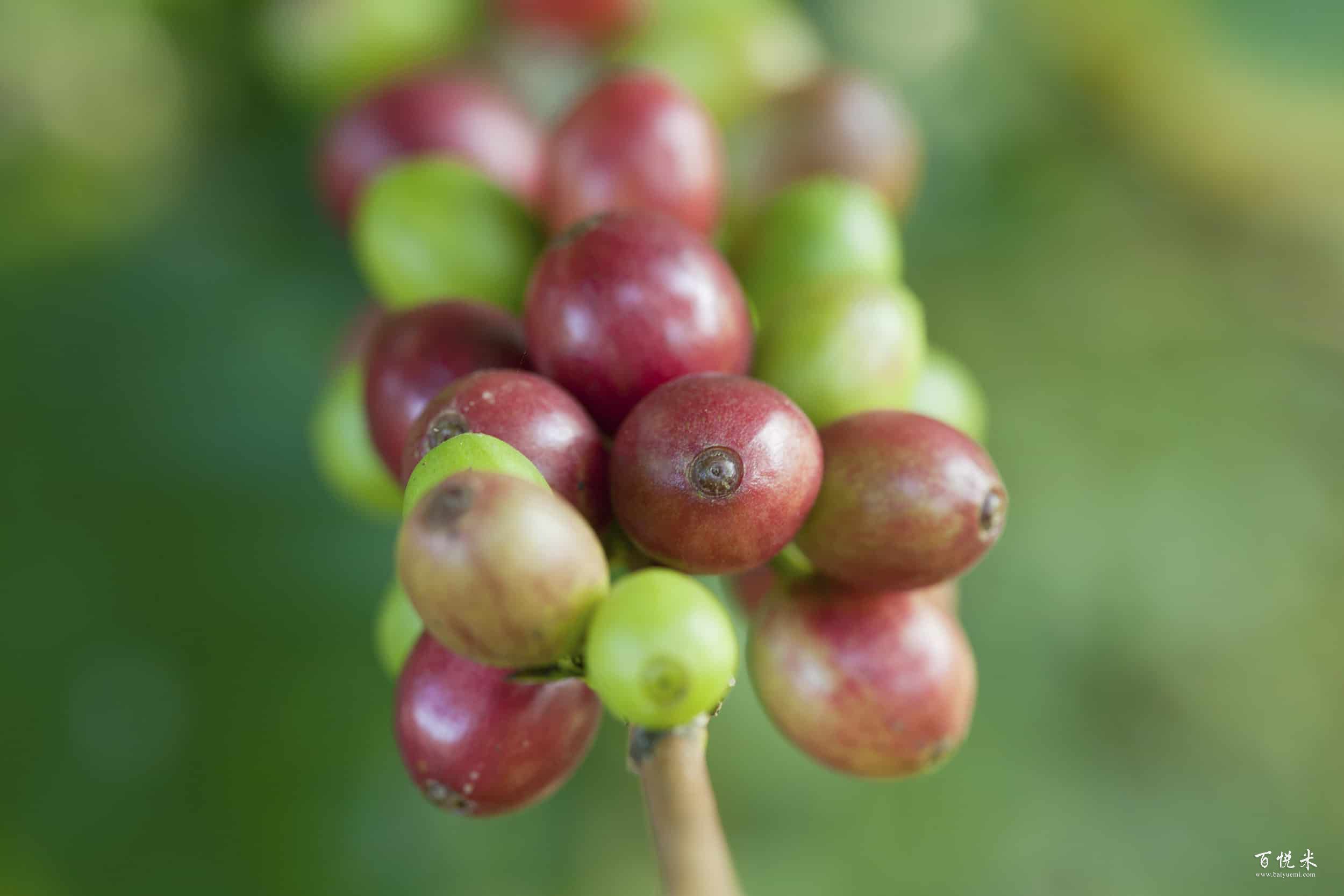 從咖啡豆的種植到上桌成品咖啡，一杯咖啡的誕生過程讓人無法想象